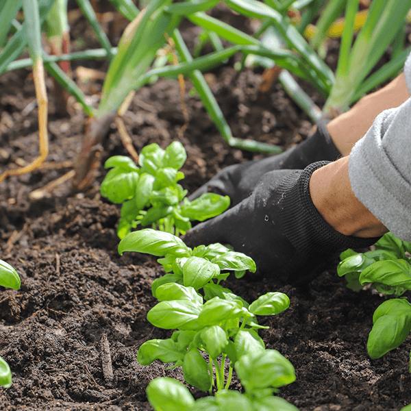 Il Giardino di Asare